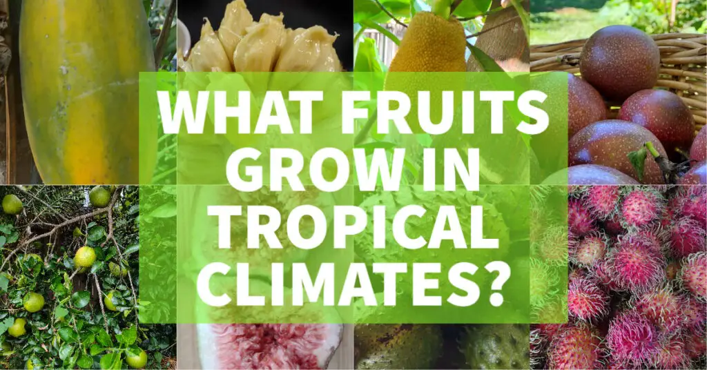 what fruits grow in tropical climates 