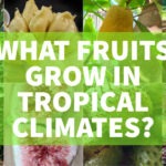 what fruits grow in tropical climates