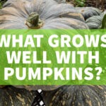 what grows well with pumpkins tropics