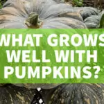 What Grows Well With Pumpkins? what grows well with pumpkins tropics
