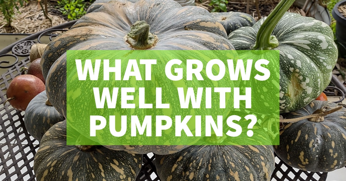 what grows well with pumpkins tropics