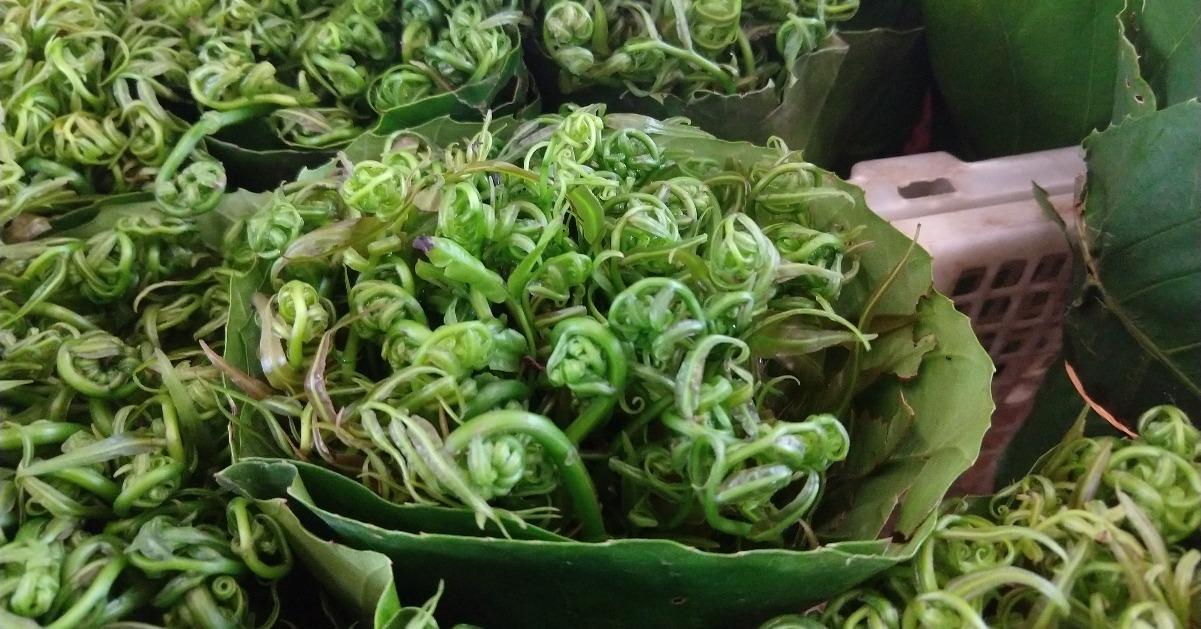 edible tropical plants ferns