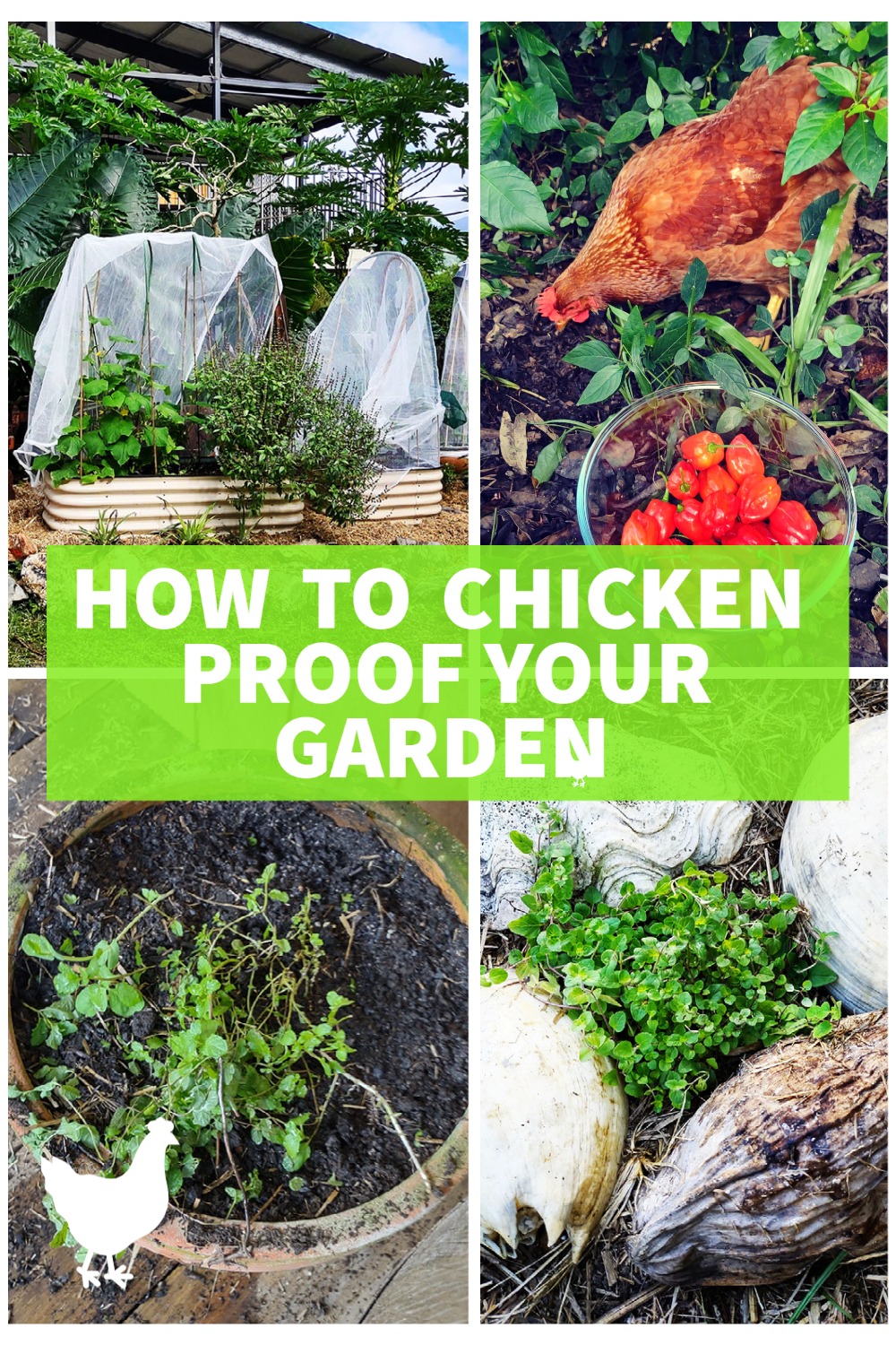 chicken proof garden
