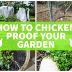 how to chicken proof your garden photos protect plants from chickens