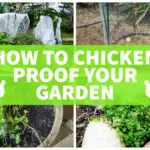 How To Chicken Proof Your Garden. Protect Plants From Chickens how to chicken proof your garden photos protect plants from chickens