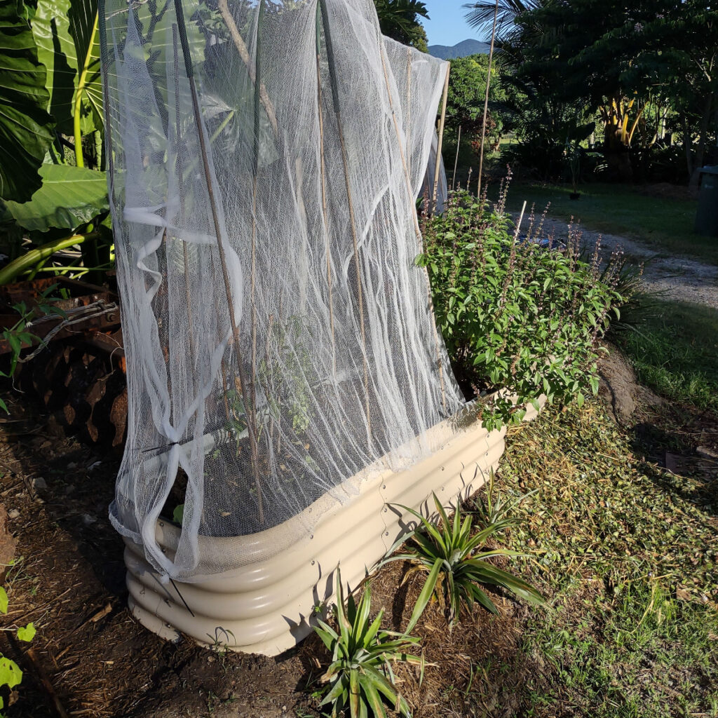 keep chickens out of raised beds