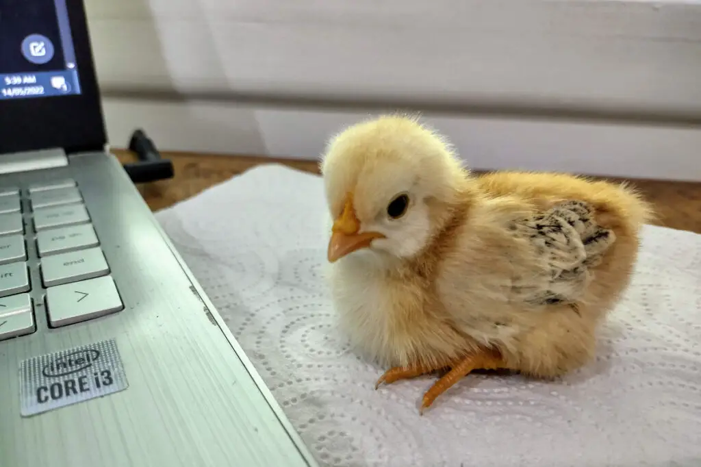 new-chicks-v-point-of-lay-chickens