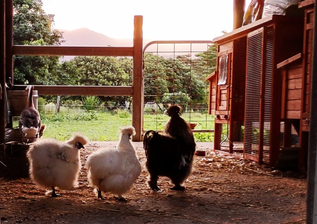 point of lay chickens housing