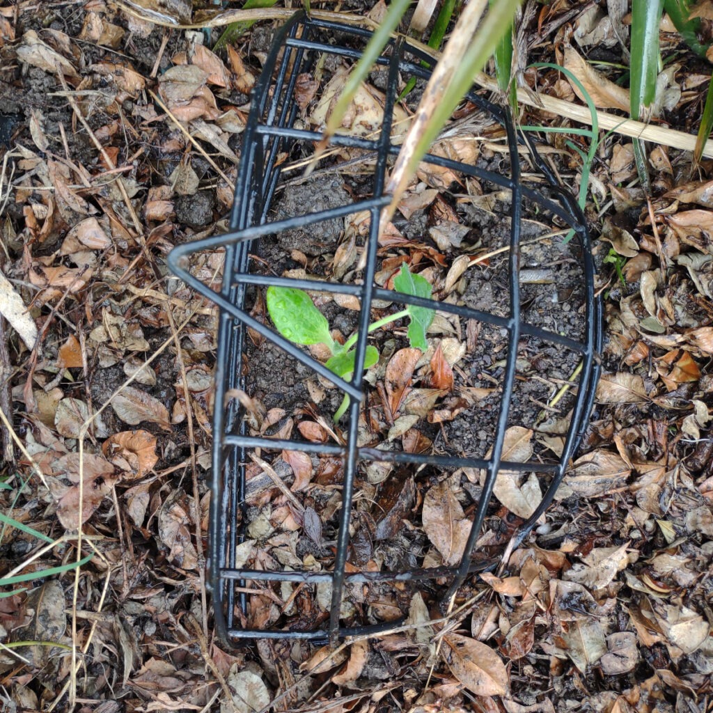 protect seedlings from chickens