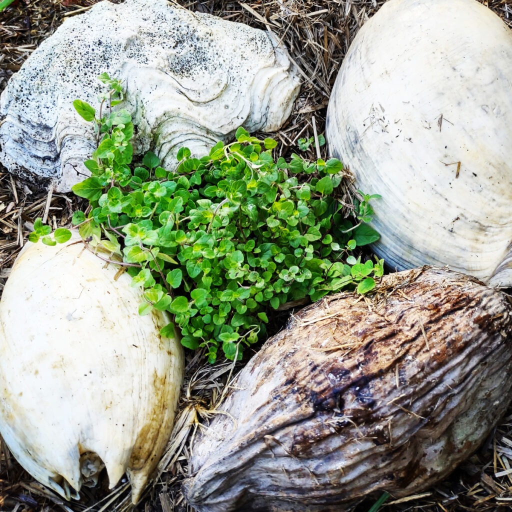 protecting plants from chickens