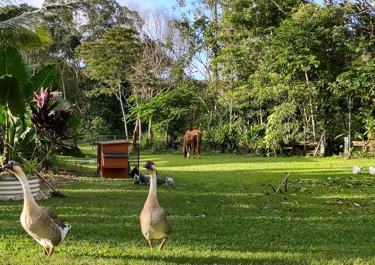 tropical food garden homestead life