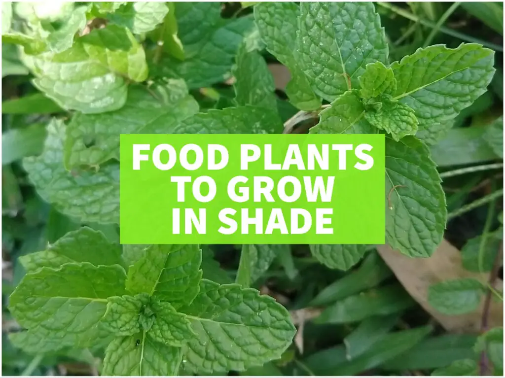 food plants that can grow in shade