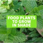 food plants that can grow in shade