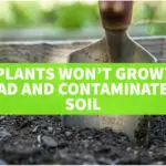 Why Won't My Plants Grow? Plants not growing