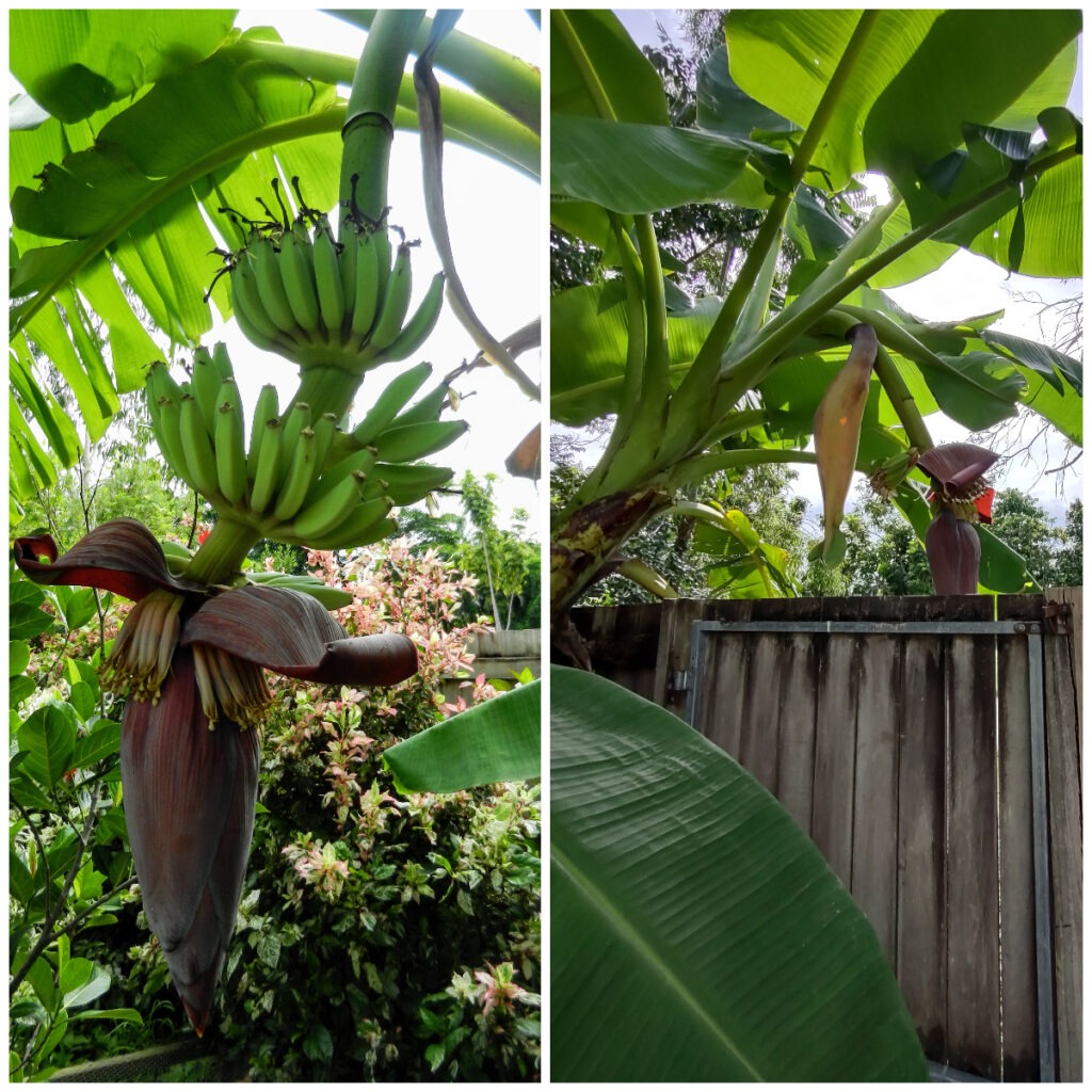 bananas growing in garden