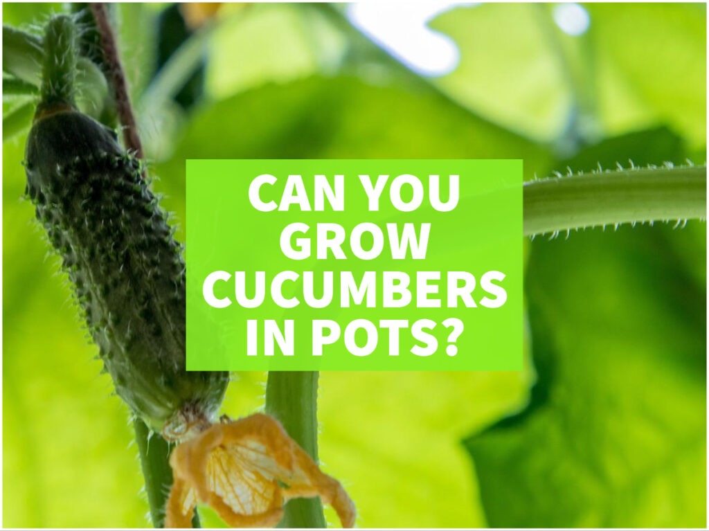 cucumber growing in pots