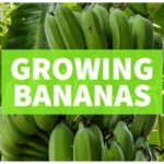 growing bananas banana fruit