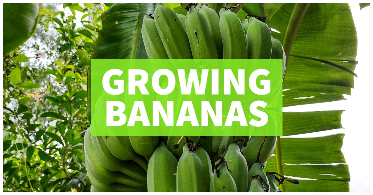 growing bananas banana fruit