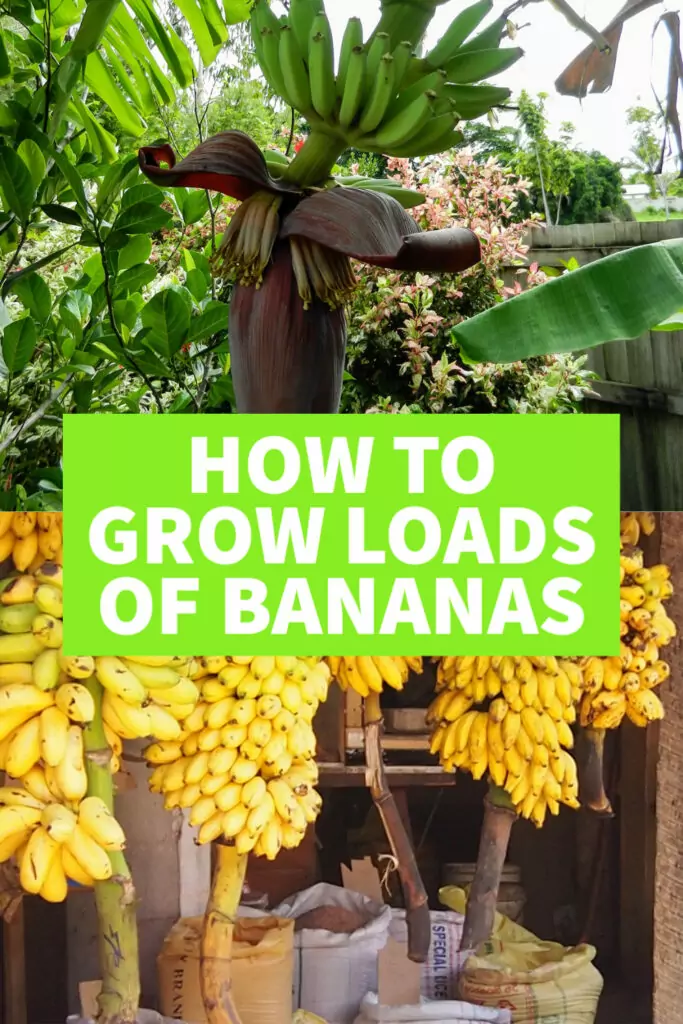 Bananas. How to Grow Bananas