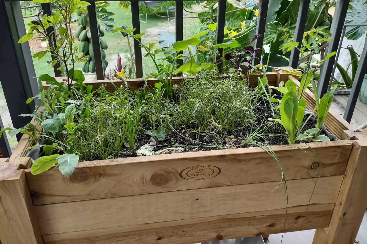 raised bed bad soil plants not growing