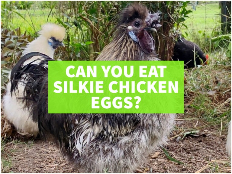Can You Eat Silkie Chicken Eggs Tropical Food Garden