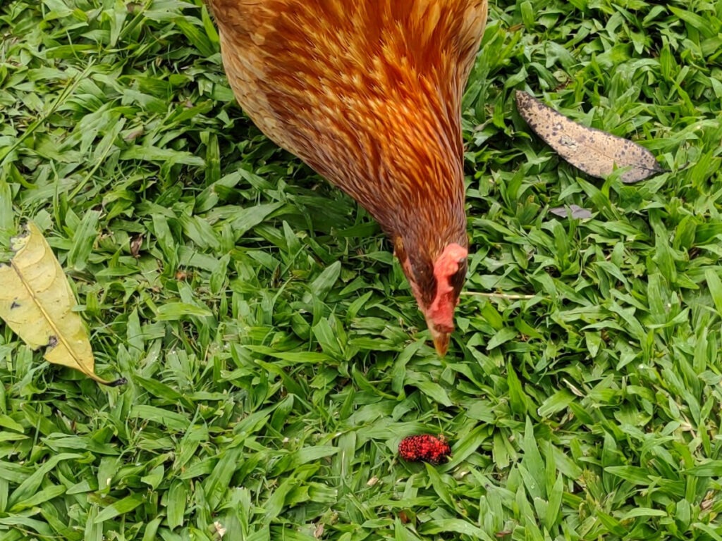 chicken eat mulberries