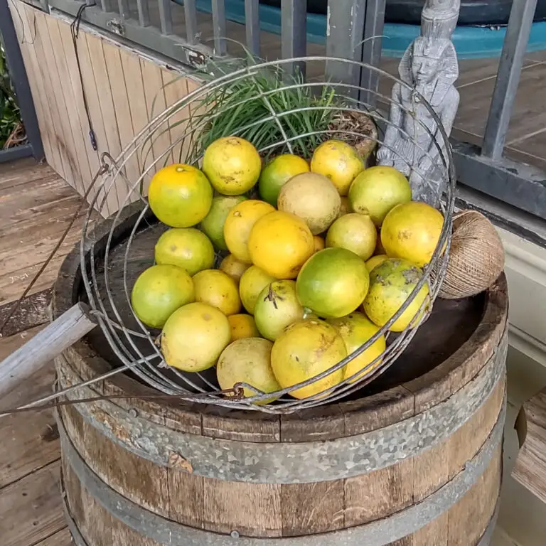 can-you-freeze-lemons-tropical-food-garden