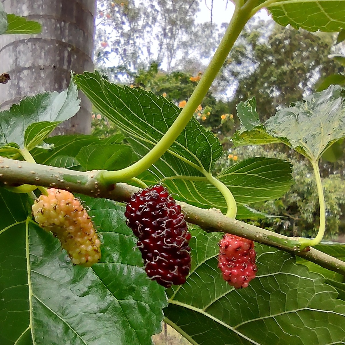 Mulberries growing