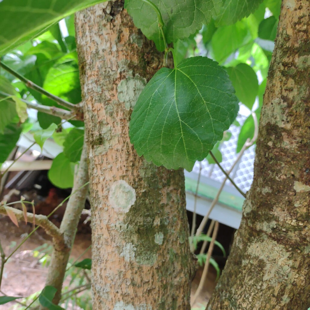 mulberry tree mulberry bark