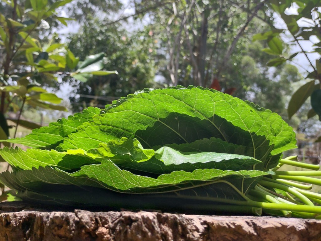 mulberry leaf freshly picked