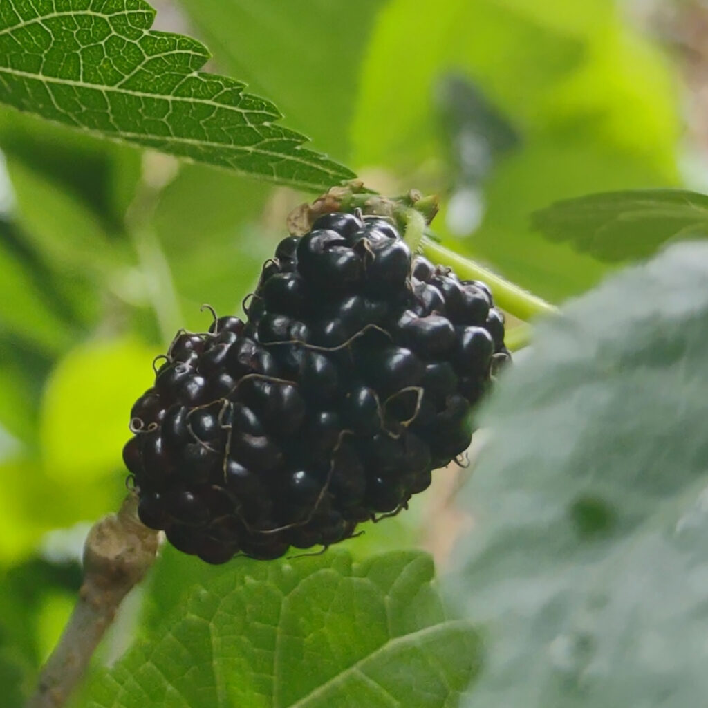 perfectly ripe mulberry