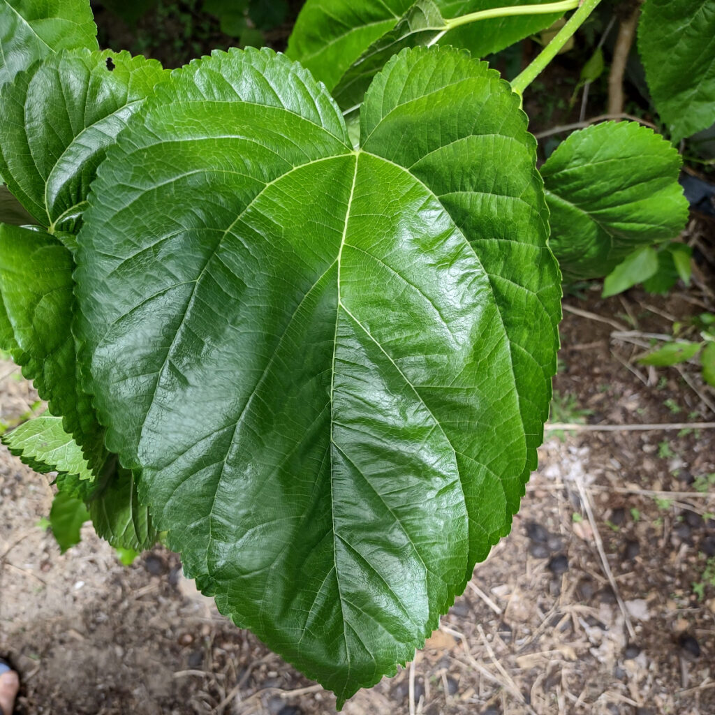 Mulberry leaf appearance