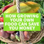 Basket of home grown food to save money on groceries