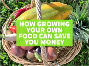 Basket of home grown food to save money on groceries