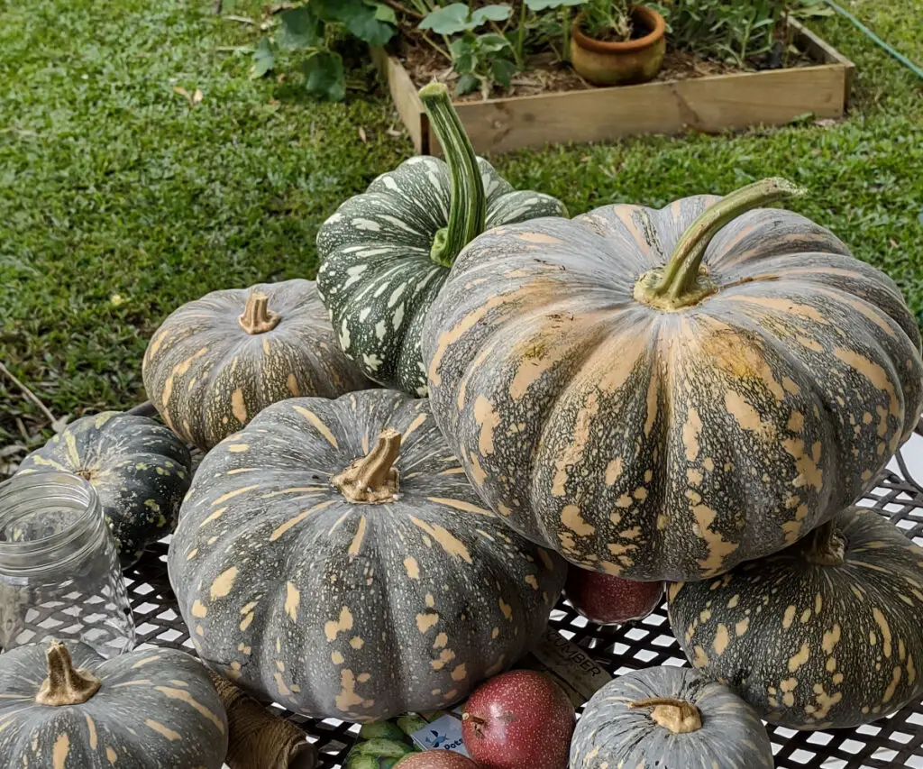 growing pumpkins save money