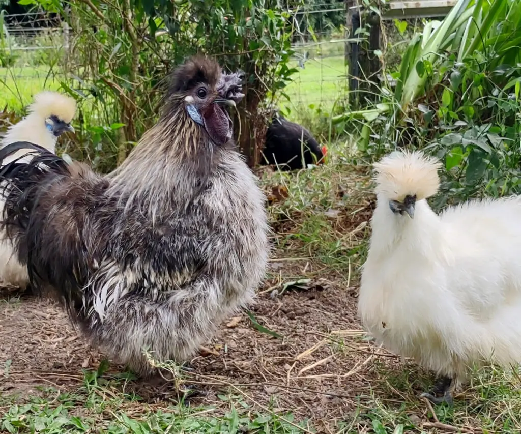 silkie chickens in the tropics