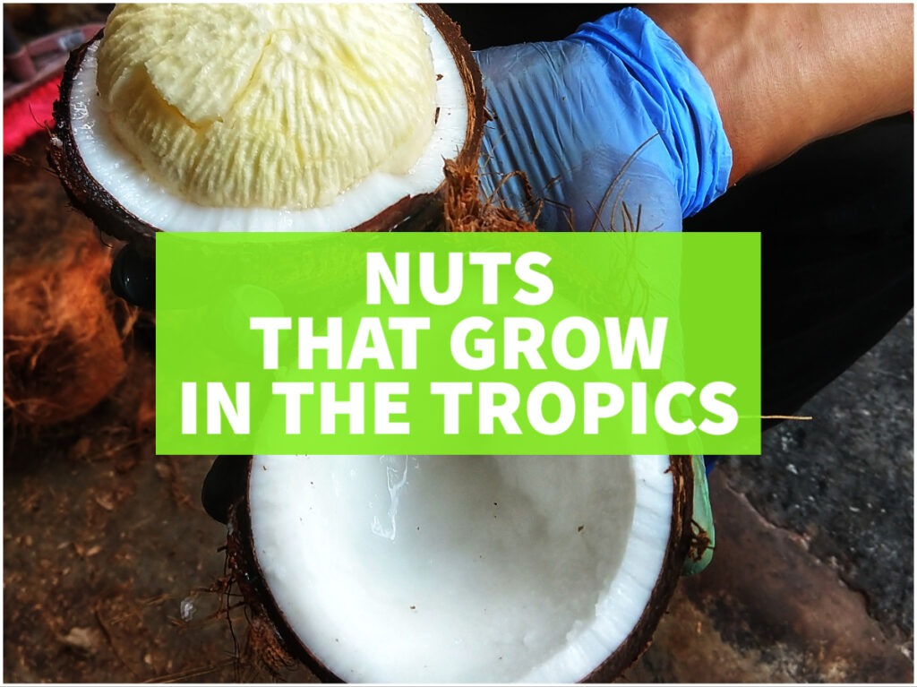 Nuts tropics