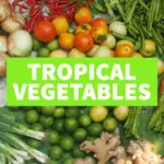 Tropical Vegetables tropical vegetables