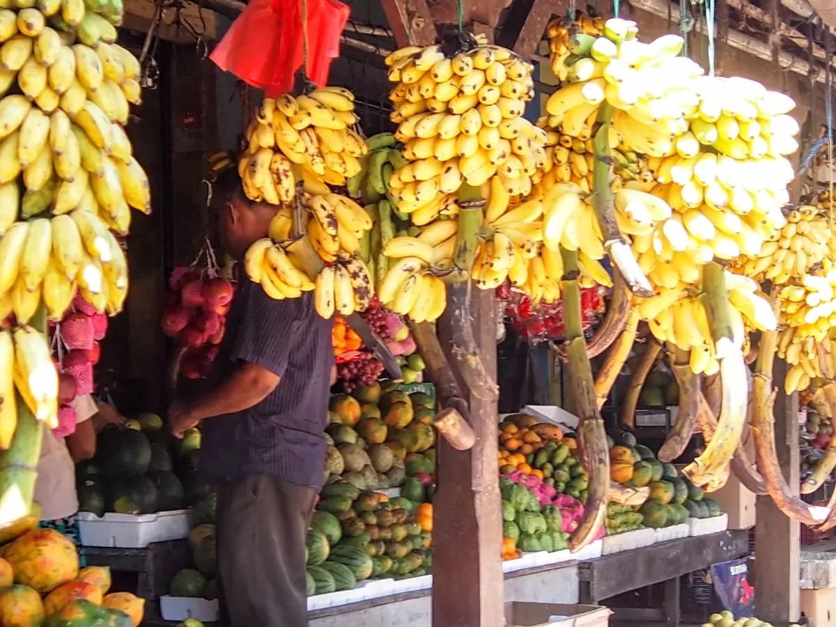 bananas are tropical fruits