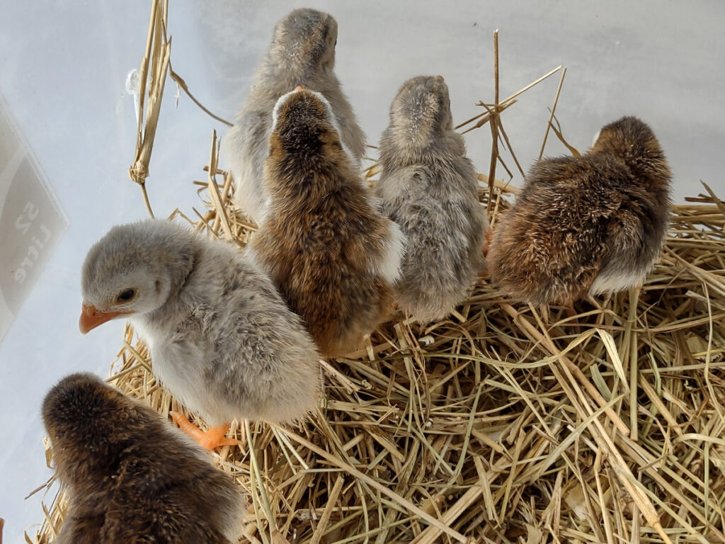 colour variations guinea fowl keets