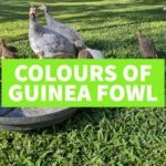 guinea fowl colours