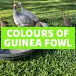 Colours of Guinea Fowl guinea fowl colours