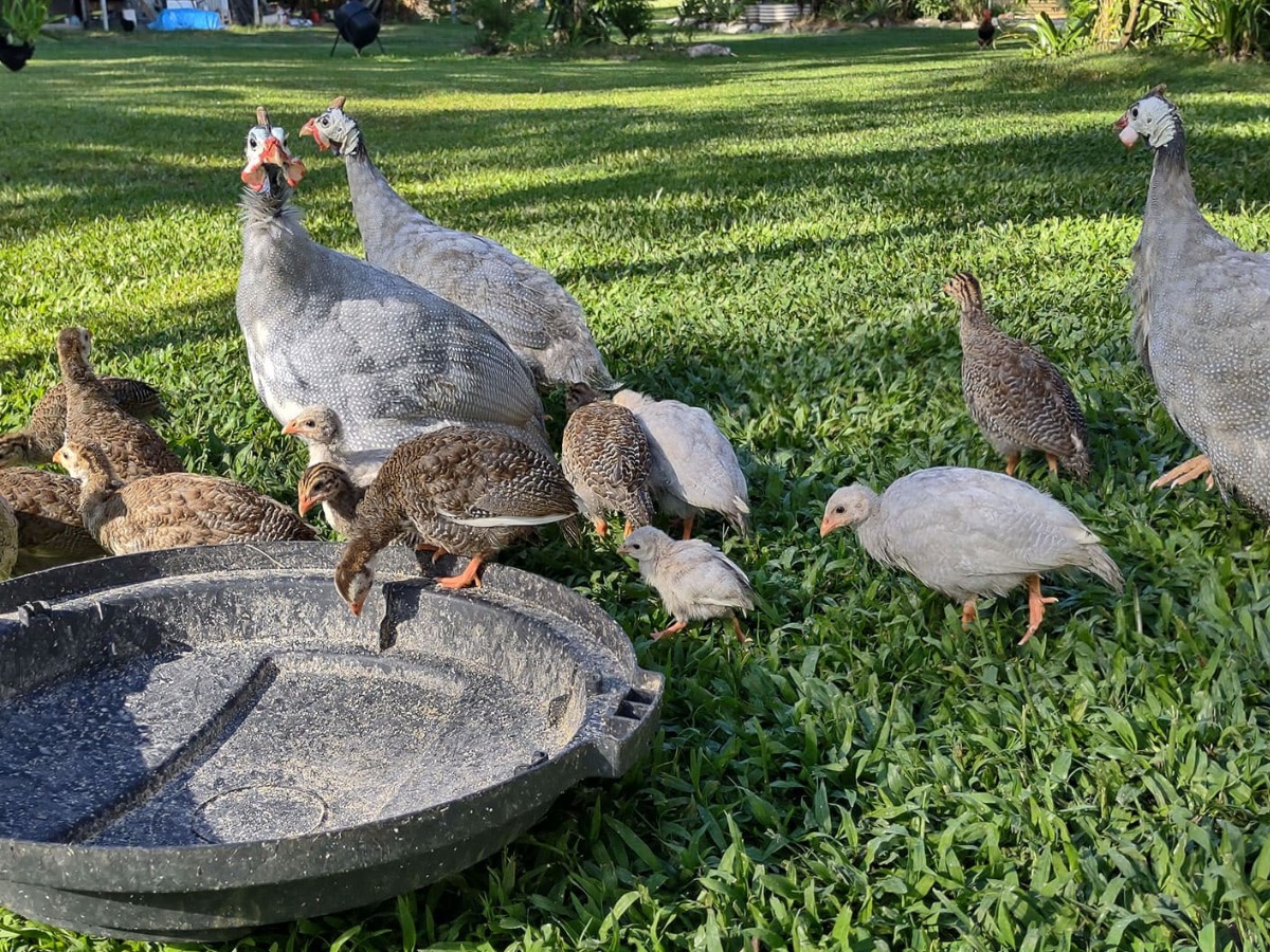 guinea fowl colours keets and adults