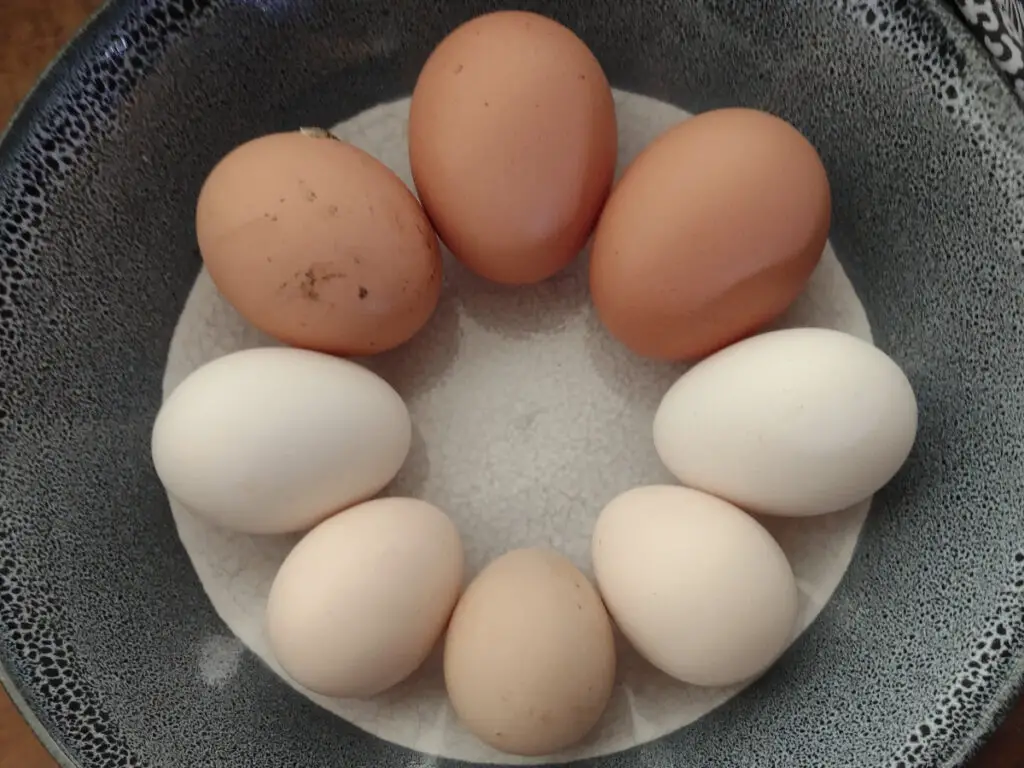 Guinea fowl eggs v chicken eggs