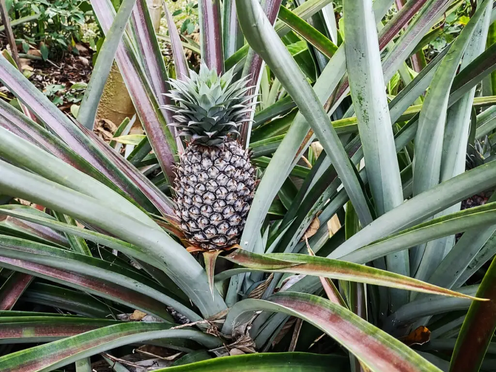 pineapple growing on plant