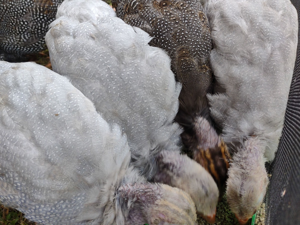 plumage young guinea fowl