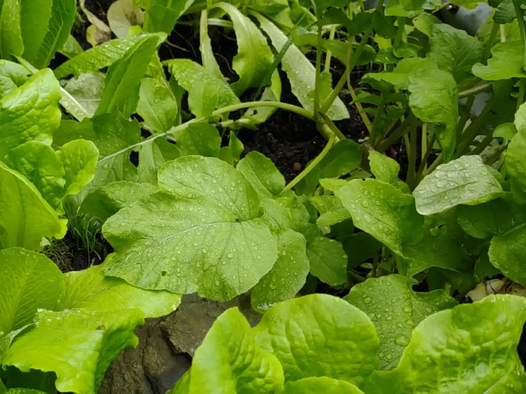 Radishes growing in the tropics