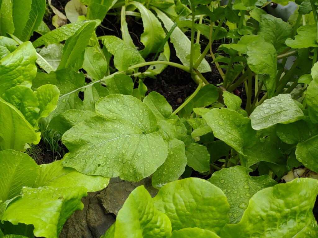 Radishes growing in the tropics