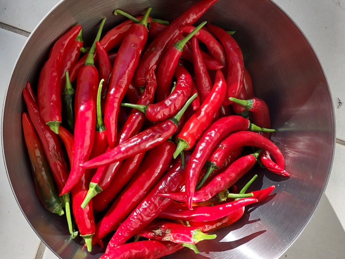 chillies grown from supermarket chillies