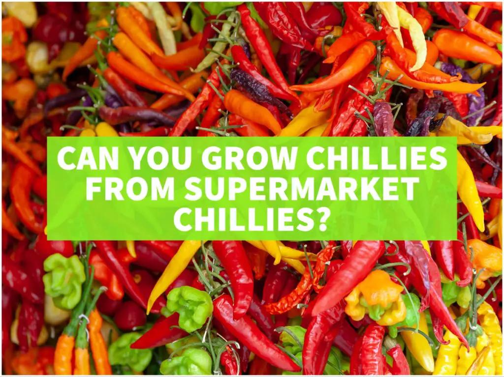 can you grow chillies from supermarket chillies